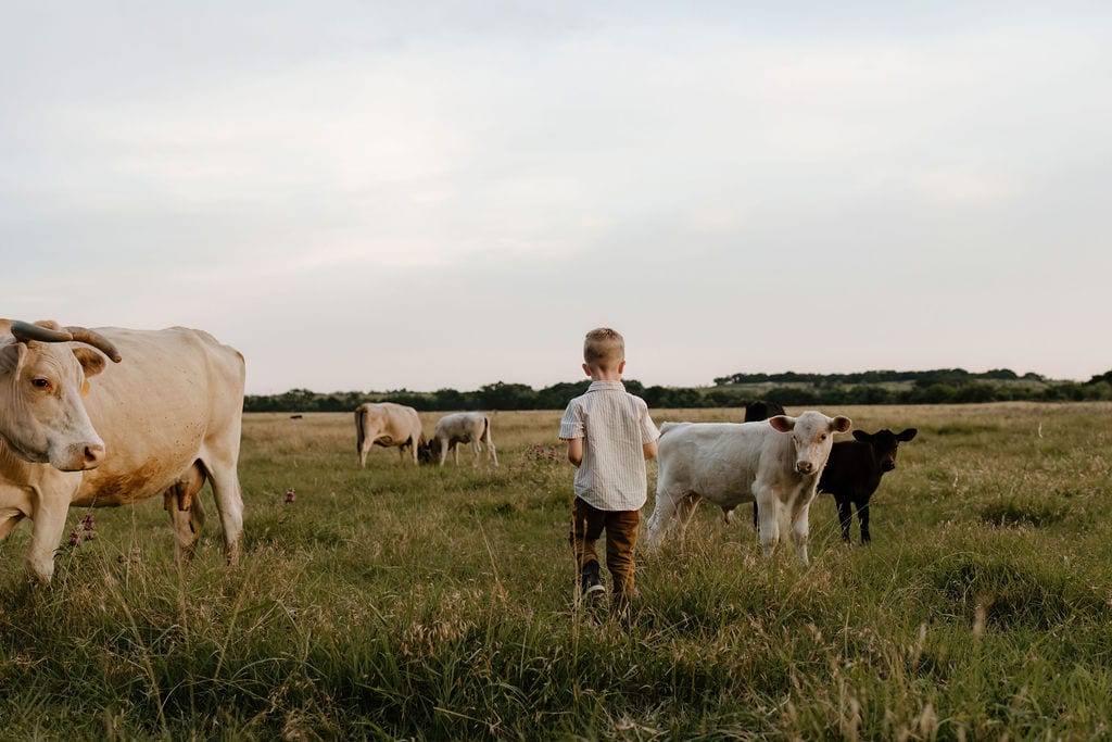 cow family photography in texas