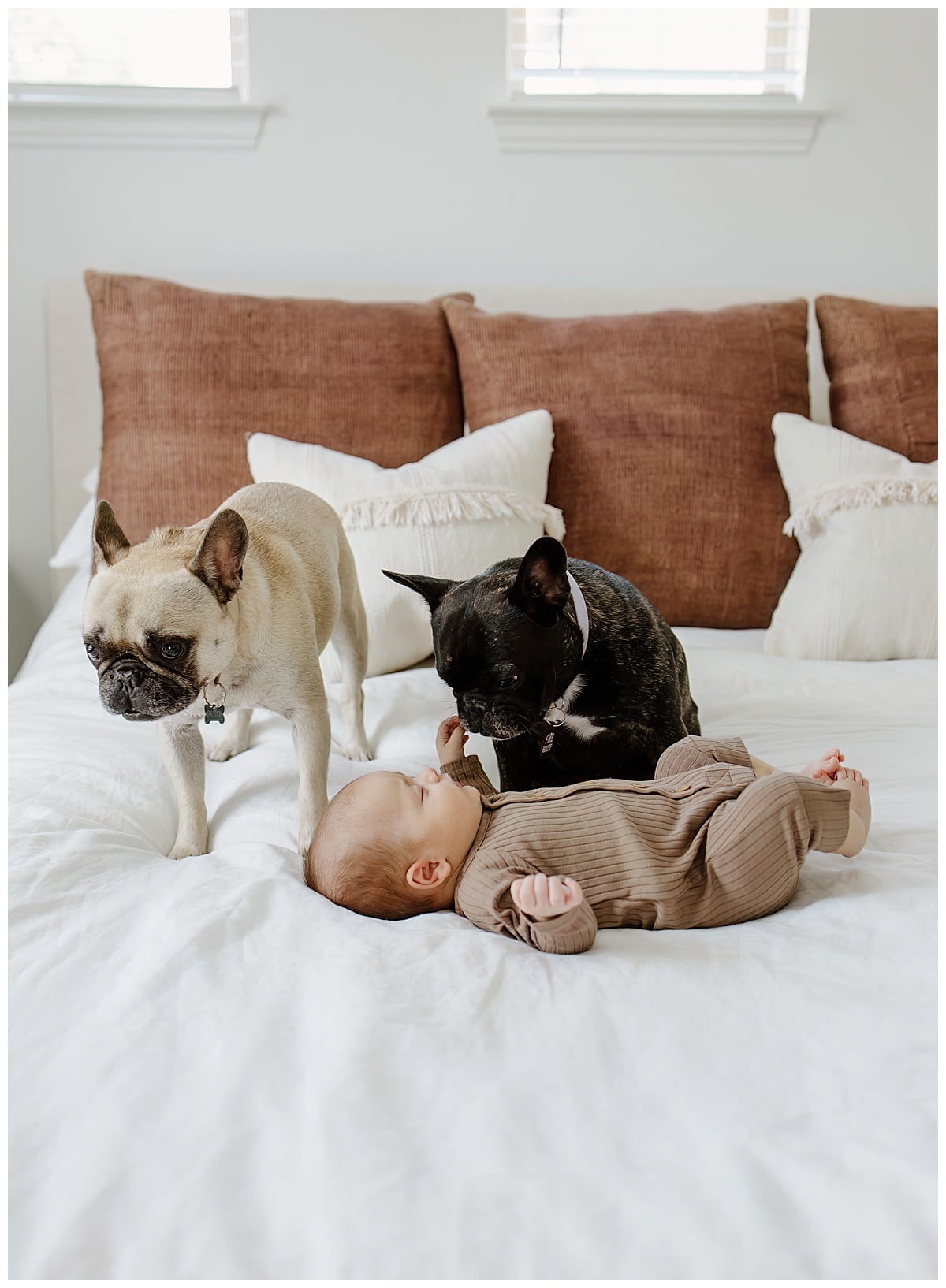 Dogs smile at baby for Austin Newborn Photographer