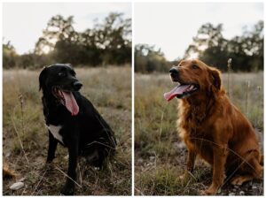 Happy dogs sitting together for Austin Motherhood Photographer