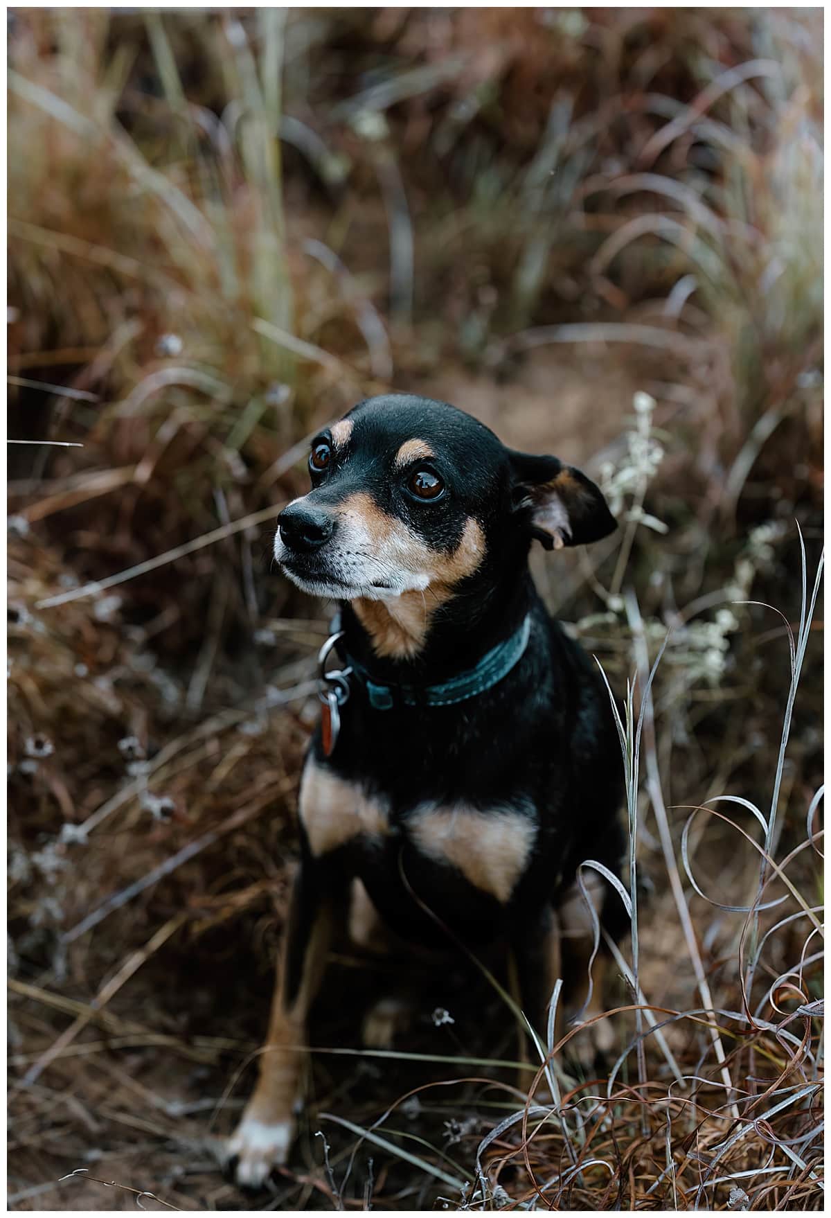 Dog sits in the tall grass for Austin Lifestyle Photographer