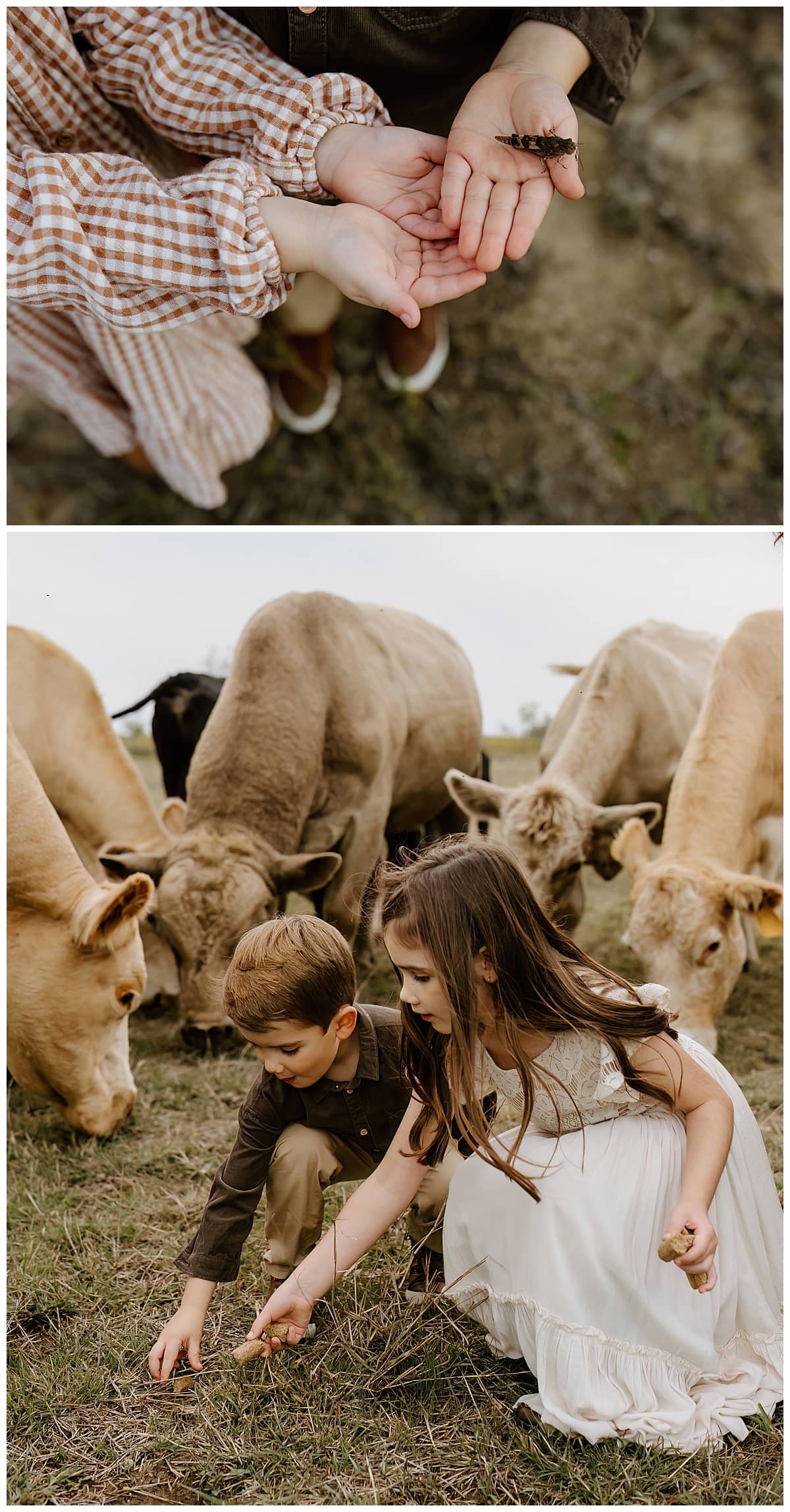 Kids play near the cows for Our Adventuring Souls Photography